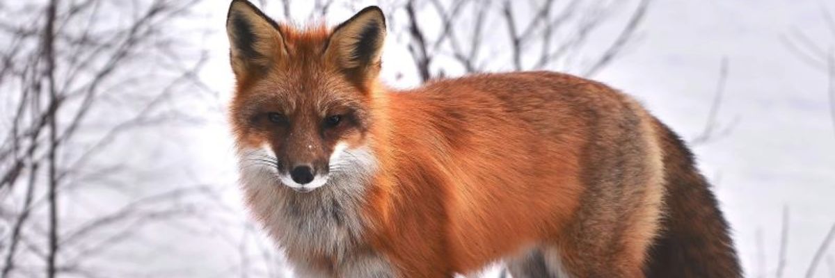fox in snow