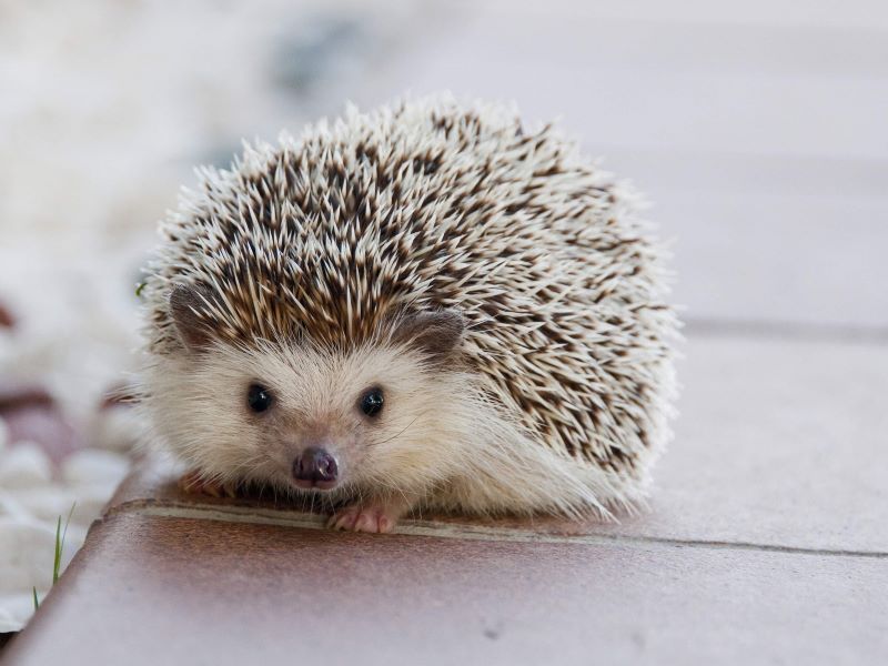 small hedgehog
