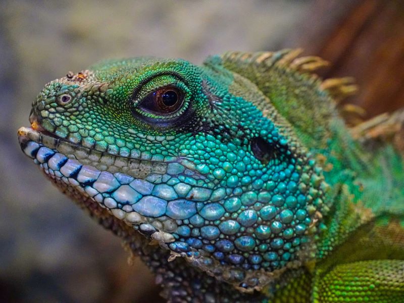 large green lizard head