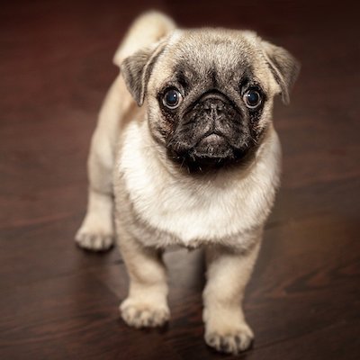 pug puppy